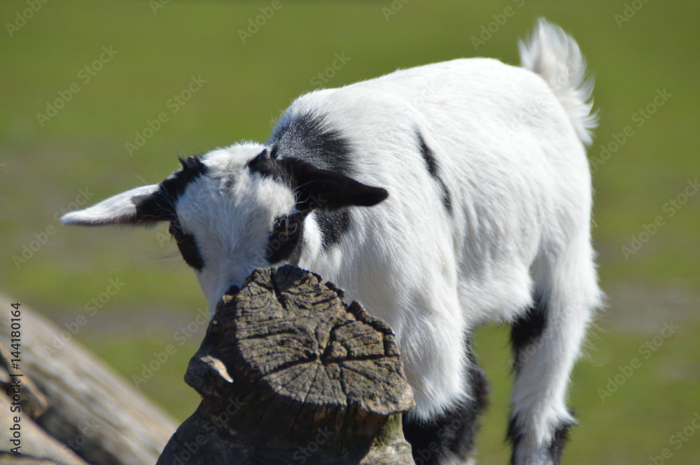 Obraz premium Goat
