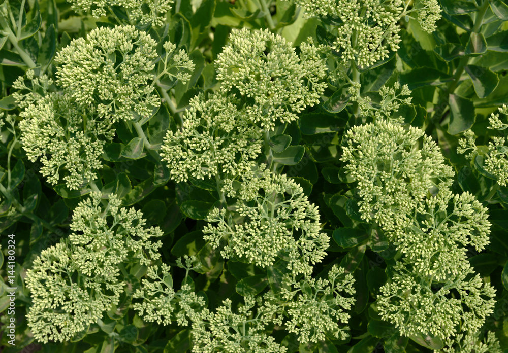 Many sedum flower inflorescences are in sunlight as natural background.