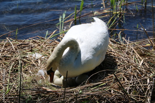 White Cygnus olor turns eggs in nest, Sesto Calende Italy 