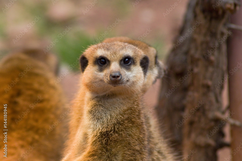 Erdmännchen Erdmännchen