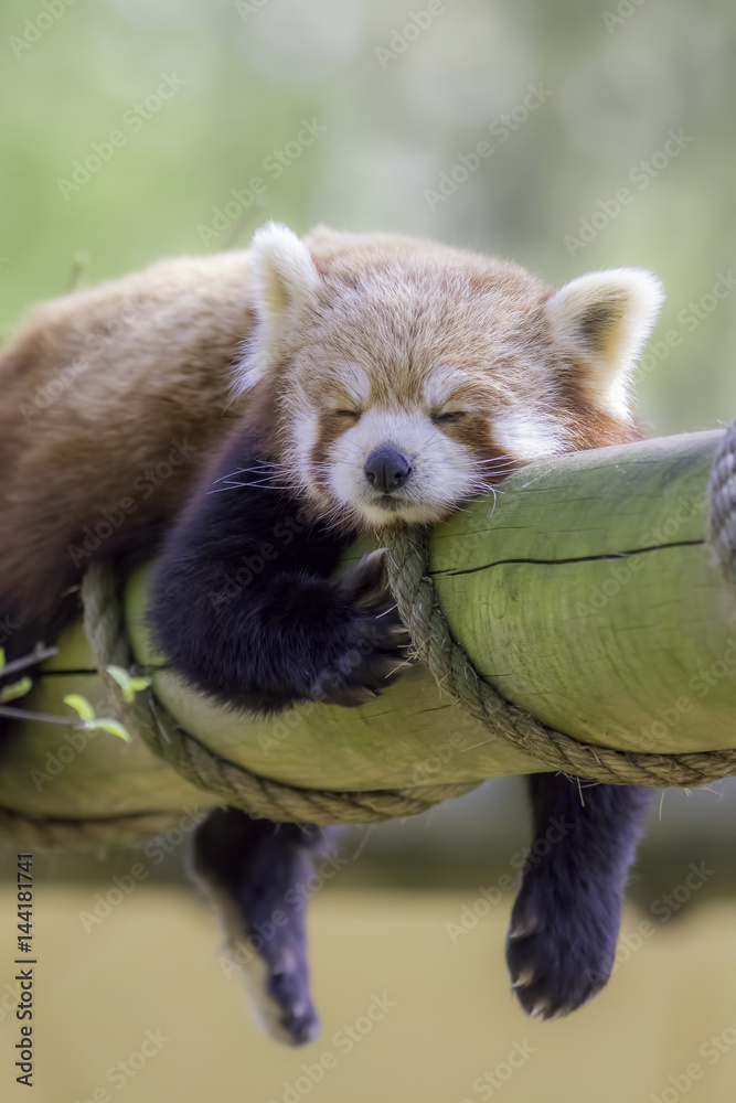 Obraz premium Red Panda Sleeping. This cute nocturnal animal asleep