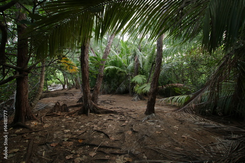 Tropical Vegetation of Curieuse Island close Praslin  Seychelles  Indian Ocean  Africa