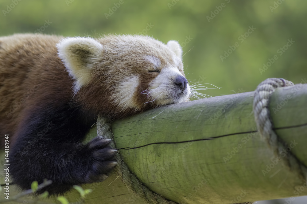 Obraz premium Close up of a red panda sleeping. Exhausted cute animal