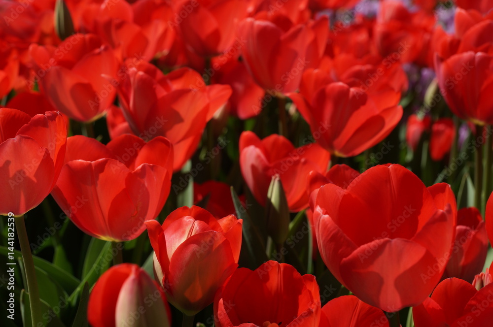
Spring. Red tulips blossomed under the rays of the spring sun in the city park. Nature.
