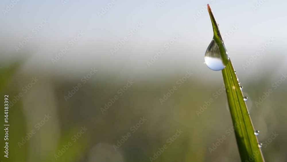 Fresh green spring grass with dew drops closeup. Fresh green spring grass with dew drops closeup.