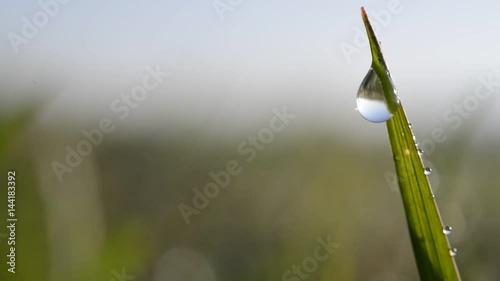 Fresh green spring grass with dew drops closeup.