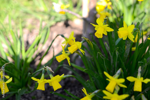 Fototapeta Naklejka Na Ścianę i Meble -  Osterglocken
