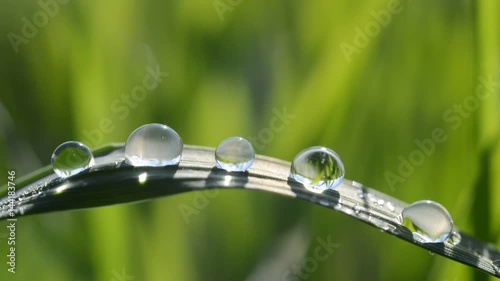 Fresh green spring grass with dew drops closeup.