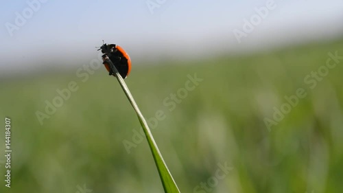 Ladybug on blade of grass close up.