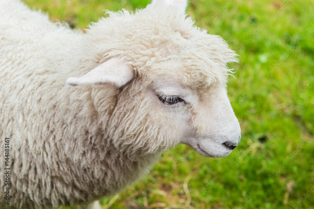 Sheep Family in New Zealand, with Young Lambs Sheep Family in New Zealand, with Young Lambs