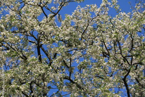 Many white flowers of Robinia pseudoacacia in spring