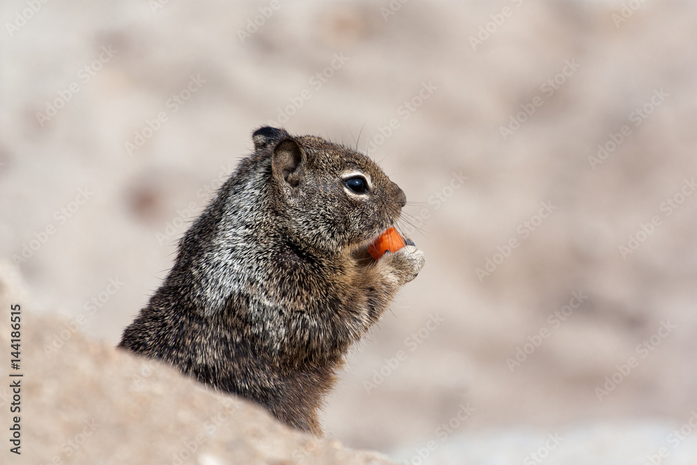California ground squirrel eating carrot in Monterrey bay. Scoiattolo Californiano mangia una