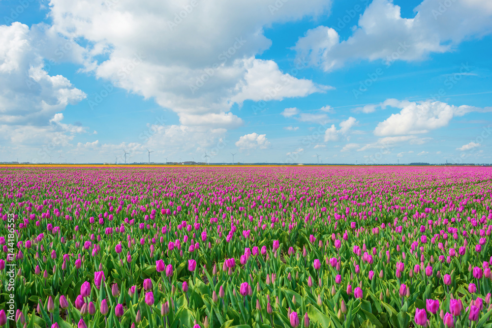 Field with tulips below a blue cloudy sky in spring Field with tulips below a blue cloudy sky in spring