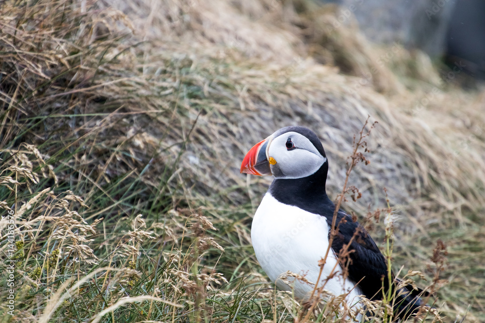 Fototapeta premium Puffin in Iceland climbing hill. Atlantic puffin on rocks. Fratercula Artica