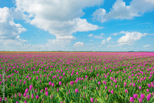 Field with tulips below a blue cloudy sky in spring