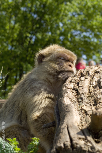 Affe
