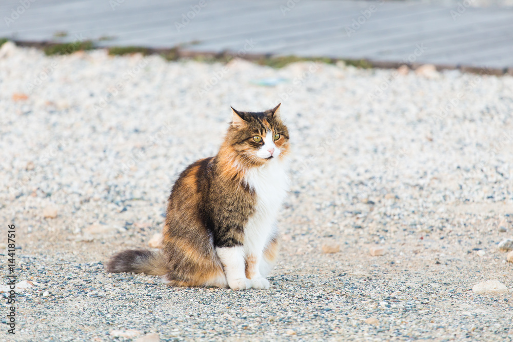 Concept of homeless animals - Stray cat on the street Concept of homeless animals - Stray cat on the street