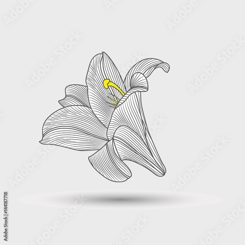 Abstract floral background. Hand drawing flower lily .Element for design