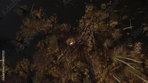 4K Aerial Swane In Old Swamp Part 2. White Swan Sitting In Its Nest, The Camera Is A Bird's Eye View - And Pulls Downwards Counterclockwise photo