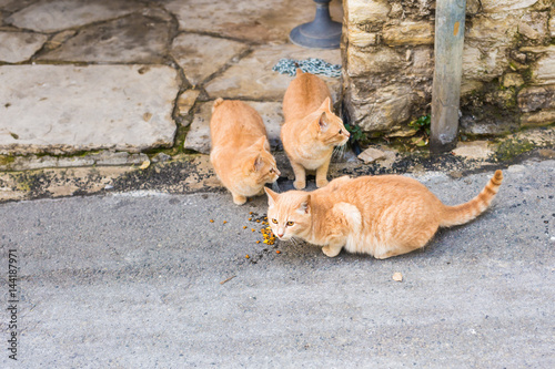 Street cats eating food - Concept of homeless animals © satura_