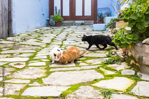 Street cats eating food - Concept of homeless animals photo