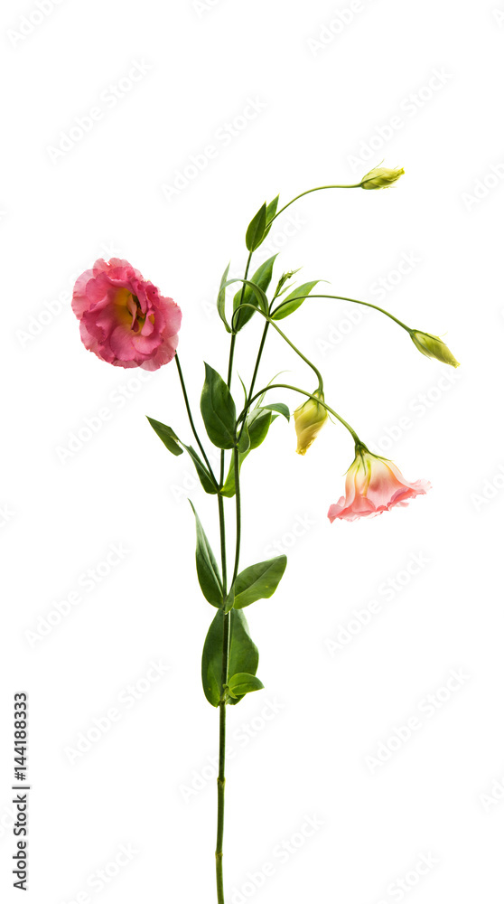 eustoma flower eustoma flower