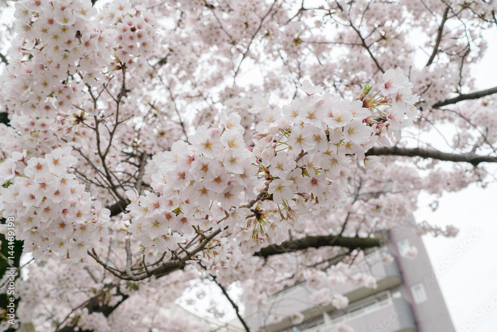 Soft focus Cherry Blossom or Sakura flower on nature background
