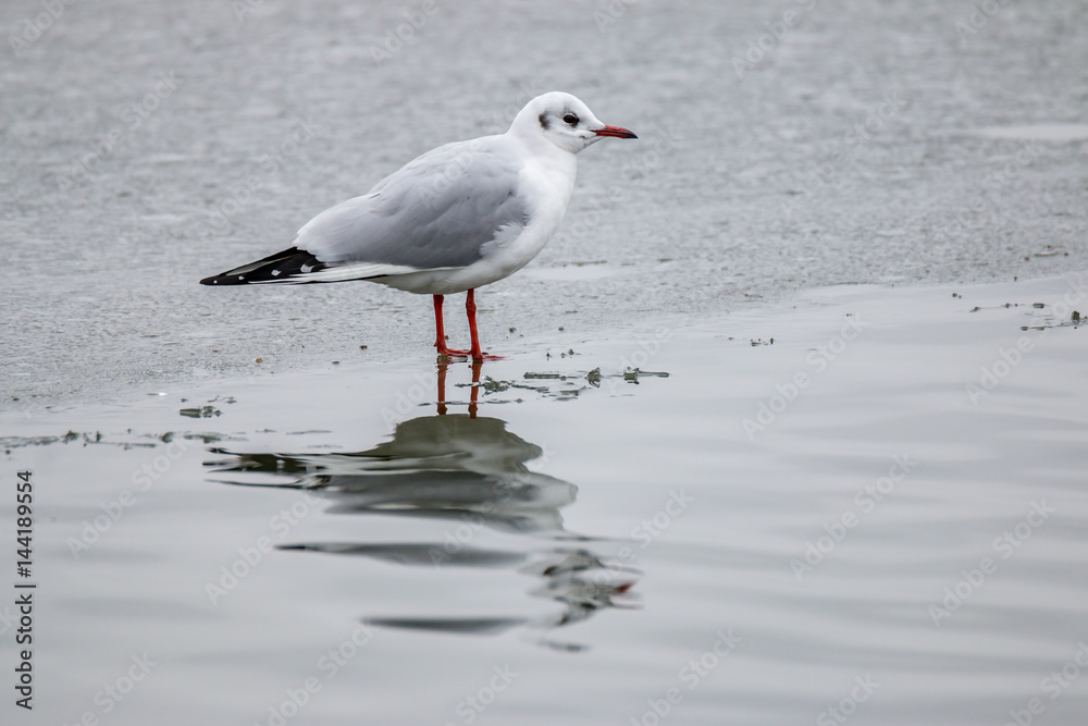 Möwe im Winter