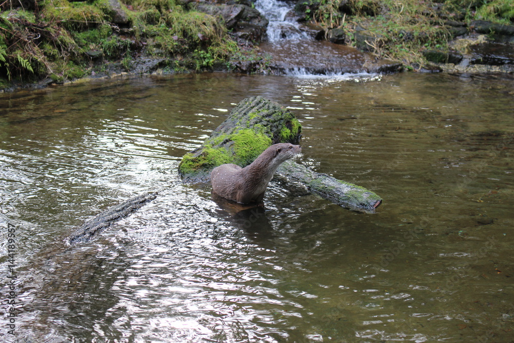 Fototapeta premium Otter