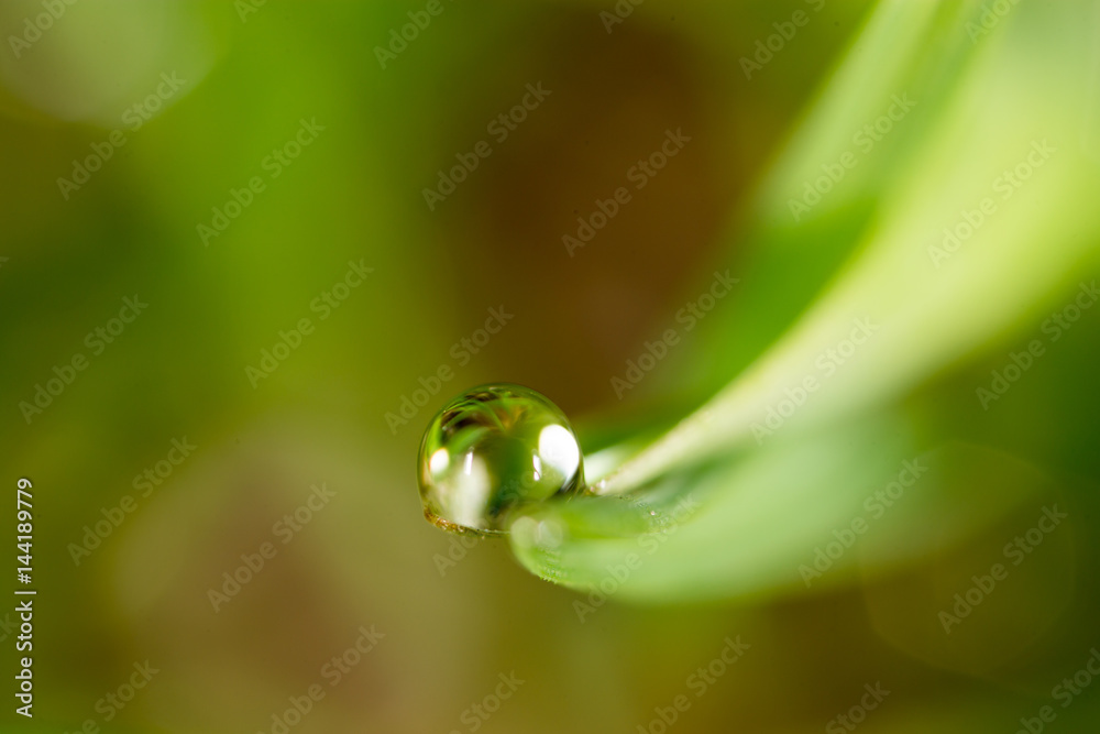 drops of dew on the green grass. drops of dew on the green grass.