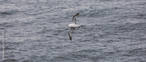 Seagull. Grimsey. Iceland.