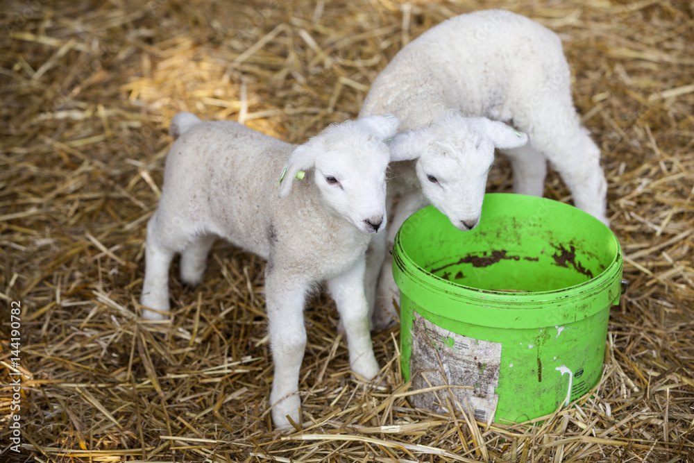 Fototapeta premium two newborn lambs on straw with green water bucket