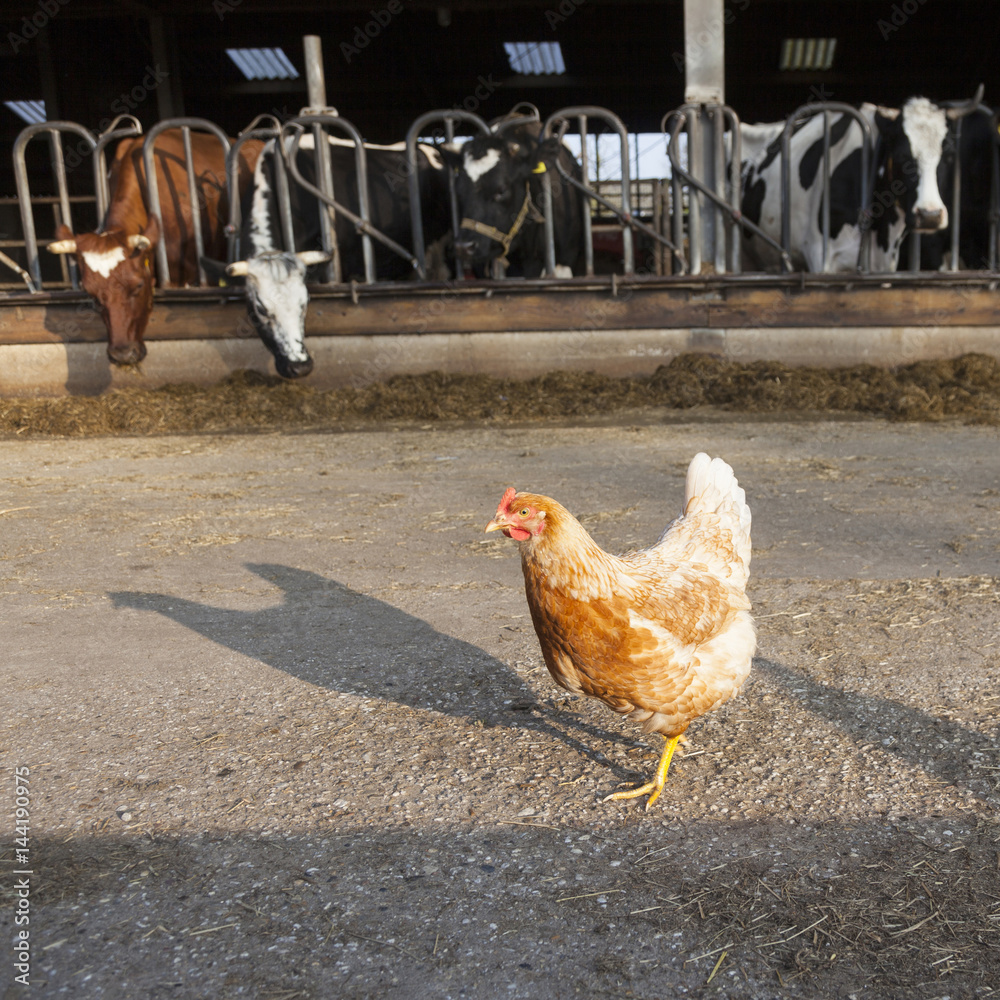 chicken stands outside barn full of cows at dutch farm in the netherlands chicken stands outside barn full of cows at dutch farm in the netherlands