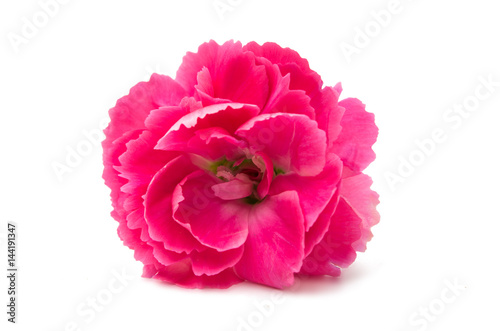 pink carnation