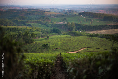 Overlooking a tea estate in Malawi.