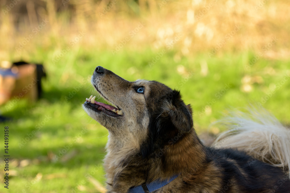 Portrait of female dog with blue eyes looking up at her owner