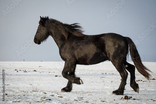 Photo of Friesian horse in winter on pasture