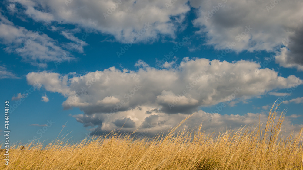 Grass feather grass and clouds Grass feather grass and clouds