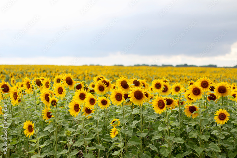 Obraz premium Sunflower field