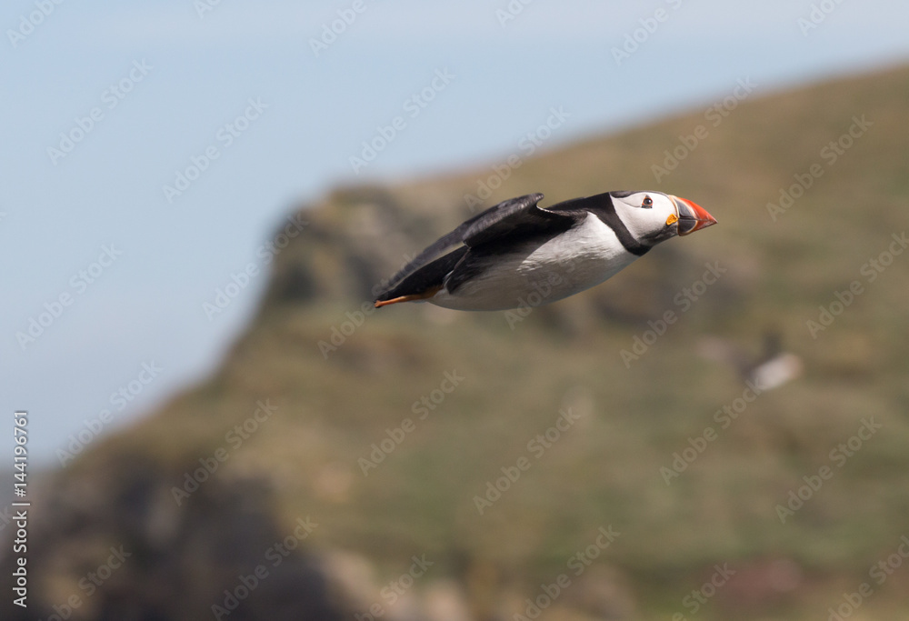 Fototapeta premium Puffin flying