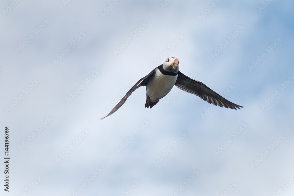 Obraz premium Puffin flying