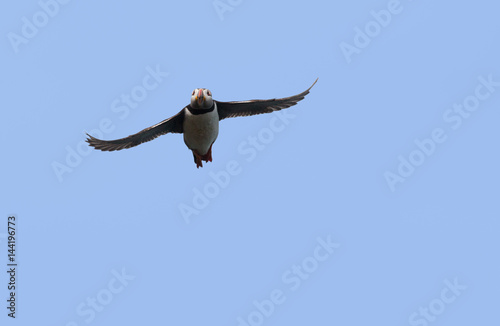 Puffin flying in blue sky
