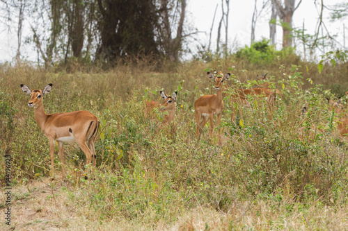 gruppo di gazzelle © giorgiape