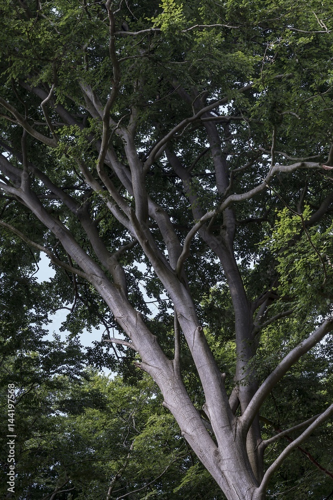 Fototapeta premium Baum