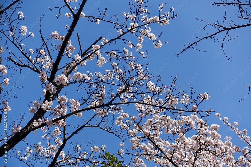 多摩のさくら 多摩のさくら
