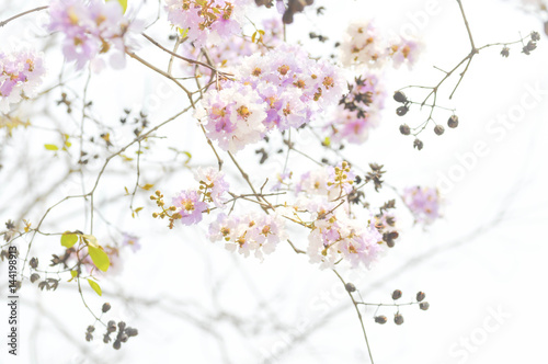 lagerstroemia speciosa  or  Queen s flower background