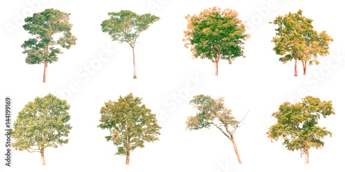 Group of isolated trees on white background.