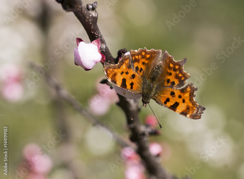 Polygonia c album photo