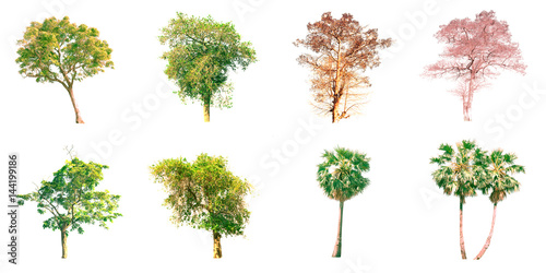 Group of isolated trees on white background.