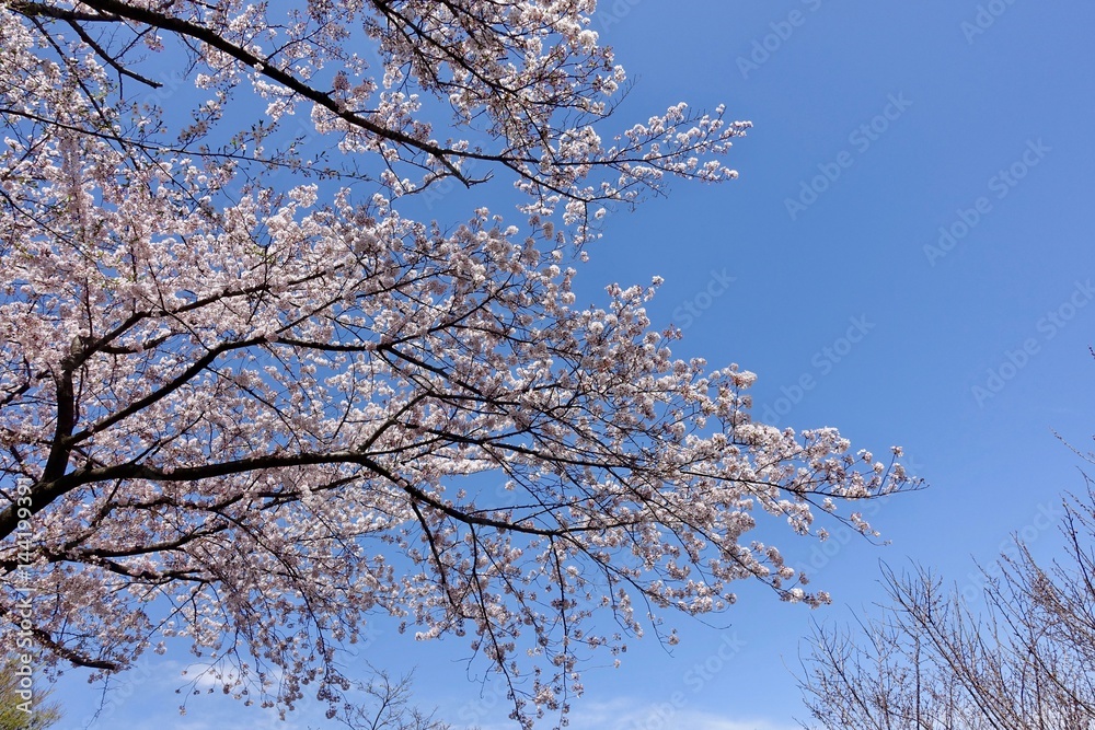 多摩のさくら 多摩のさくら